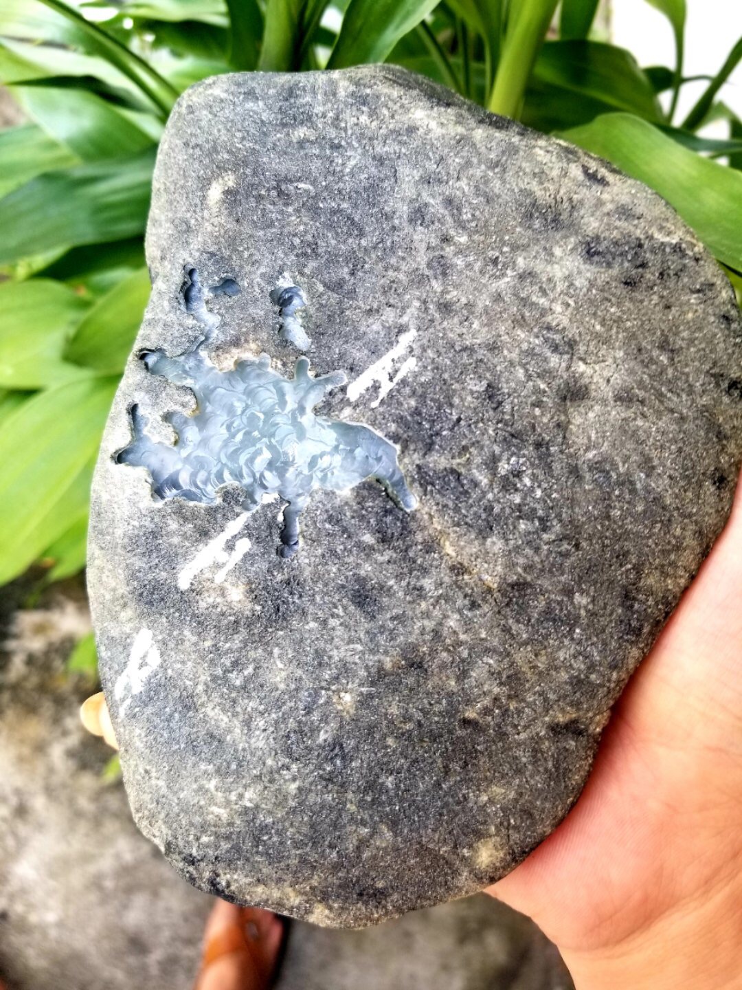 今日特价3688秒杀得猛料1.8公斤老坑莫西沙开口冰一坨料子