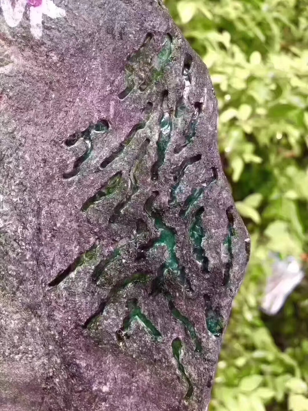 XF75-4.8kg莫弯基开窗手镯料皮壳紧致大面积开窗种老起