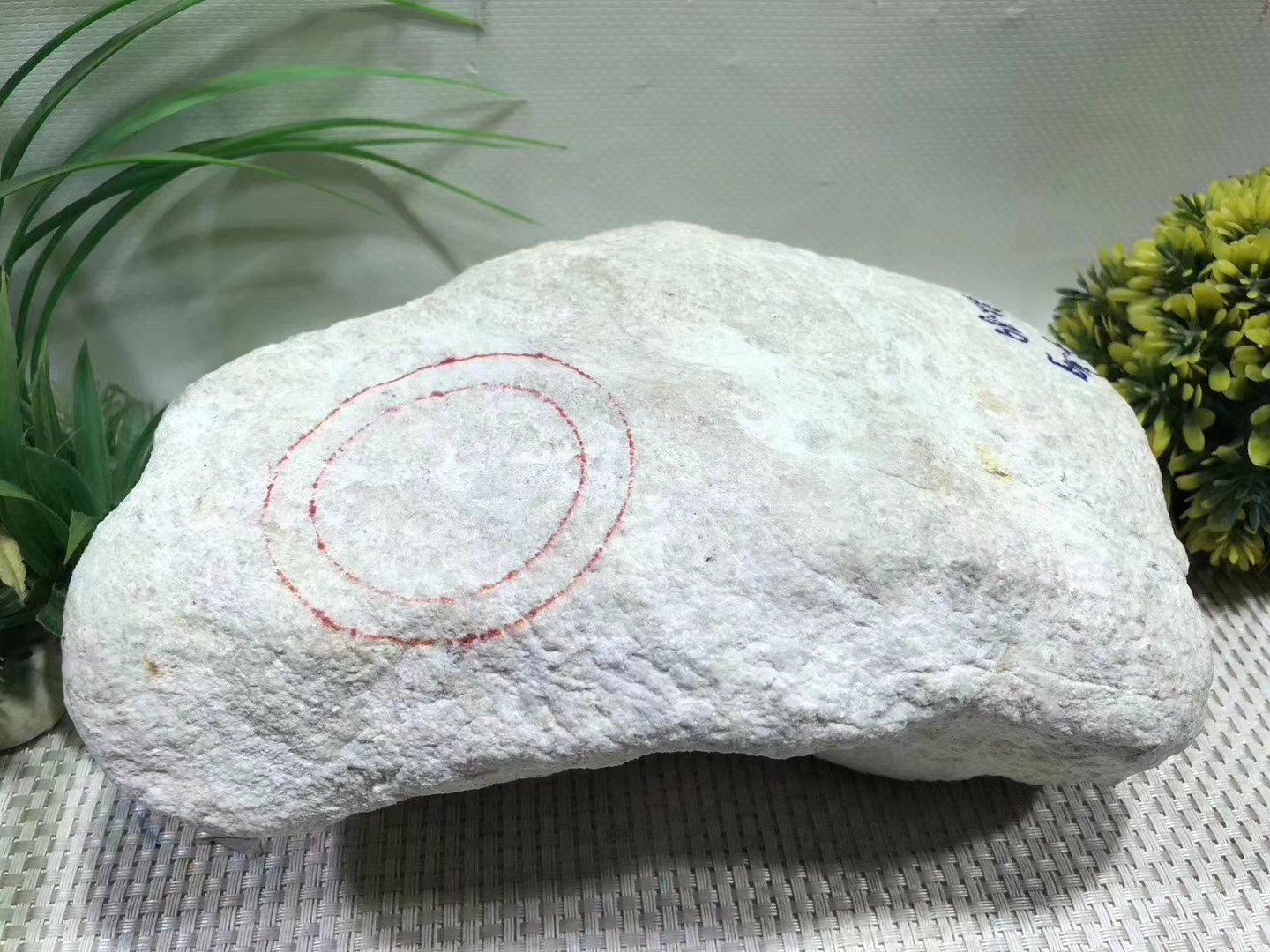 XF312-7kg木那全赌春料皮紧沙细整体表现水长灯下春色浓