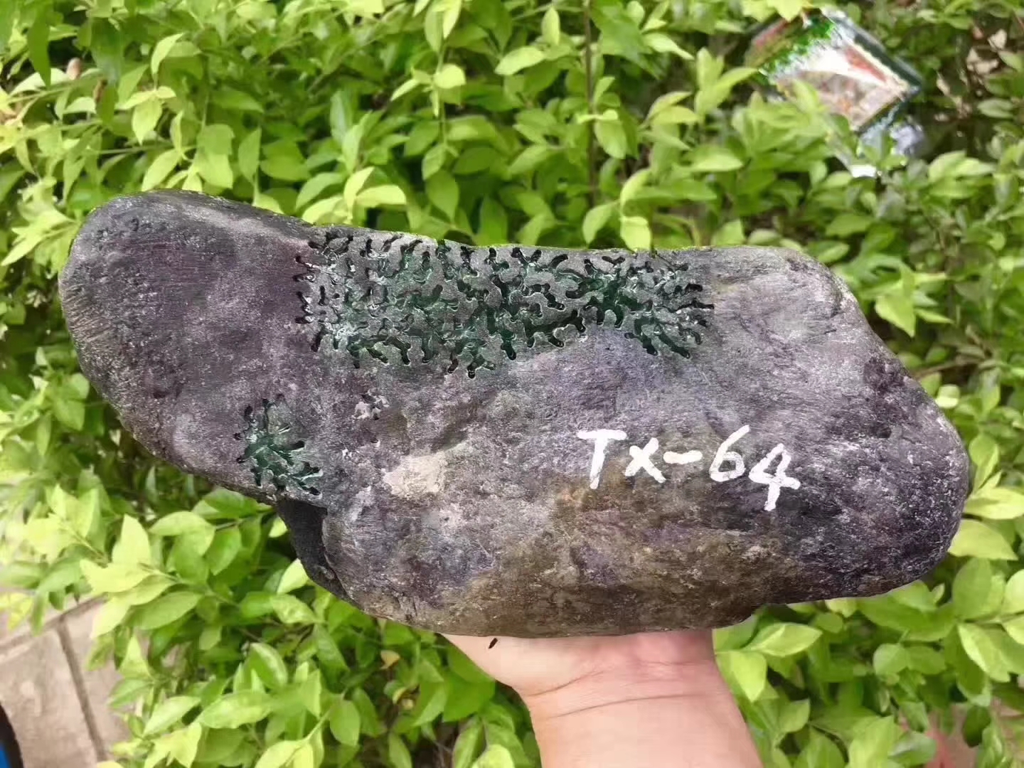 TX64-6kg莫弯基开窗色料皮壳超老多处大开窗灯下色阳色辣