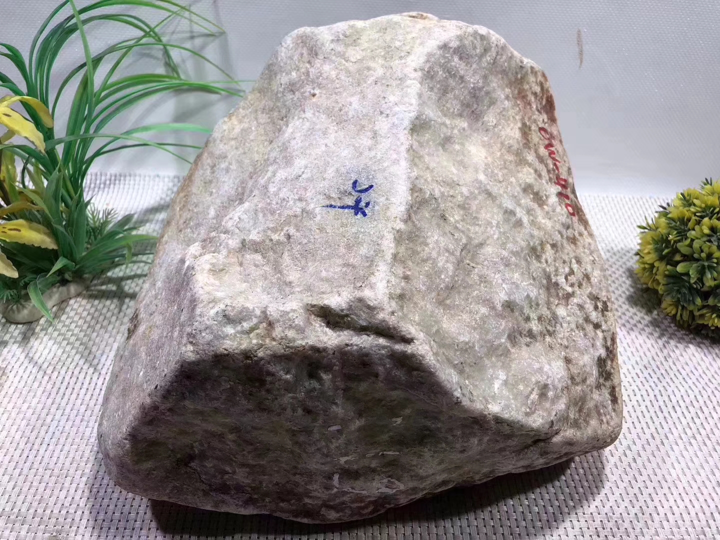 OW410-25kg街对角全赌飘花手镯料皮壳紧致整体表现水长