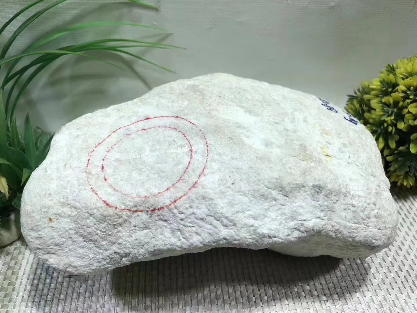 XF312-7kg木那全赌春料皮紧沙细整体表现水长灯下春色浓