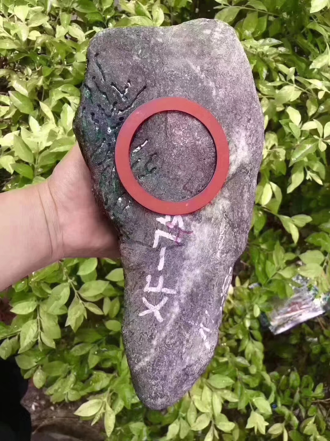 XF75-4.8kg莫弯基开窗手镯料皮壳紧致大面积开窗种老起