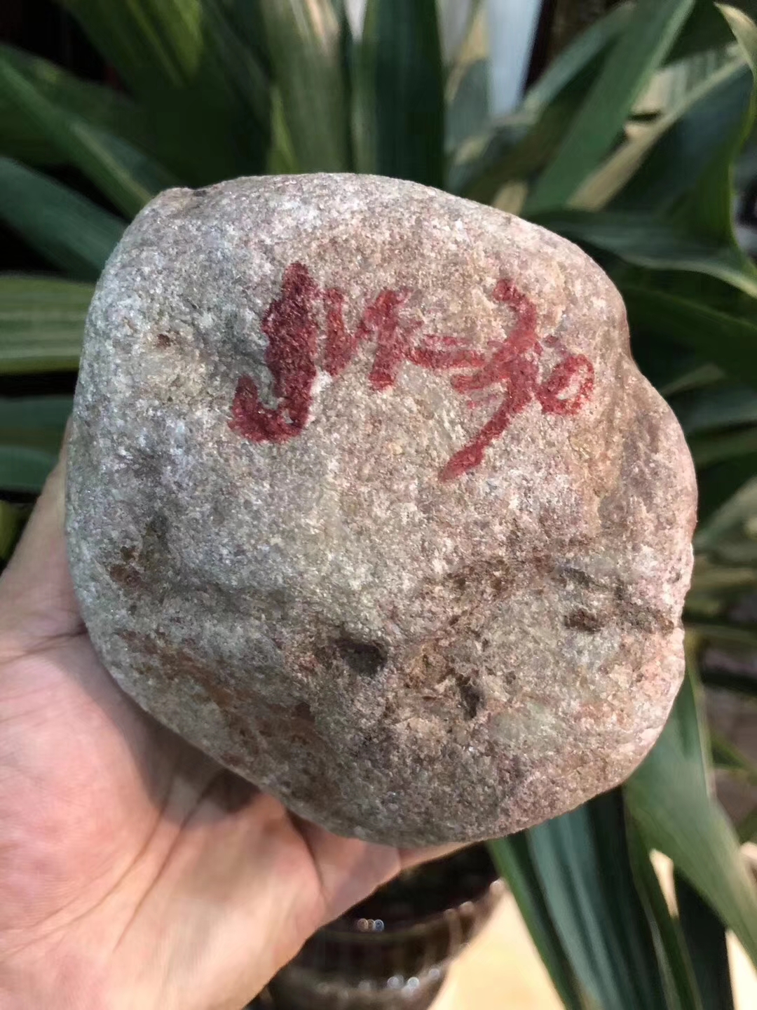 JW30-1.6kg百三桥全赌飘花手镯料品相完整皮壳紧实通透